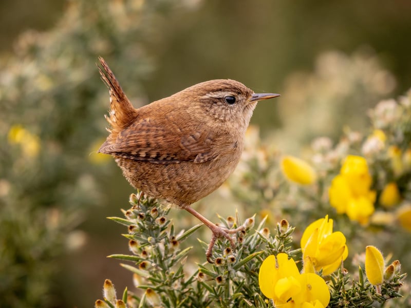 Wildlife Runner-Up: Tiny Bit Tough Wren by Piers Fearick