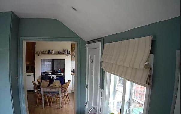 A CCTV photo of a rook on a table in Catherine Passmore's home in Horsham