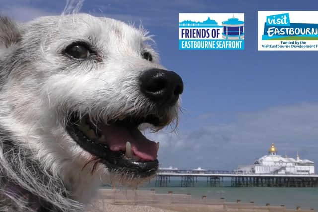 Friends of Eastbourne Seafront have been awarded a grant by the Visit Eastbourne development fund to produce a comprehensive guide to all businesses and services in Eastbourne and the immediate surrounding area that are Dog Friendly or offer services for dogs. Picture: Friends of Eastbourne Seafront
