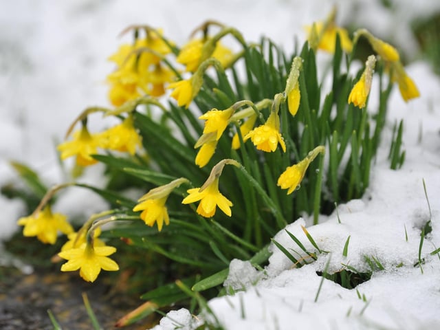 Snow at Wisborough Green, West Sussex. Pic S Robards SR2303082