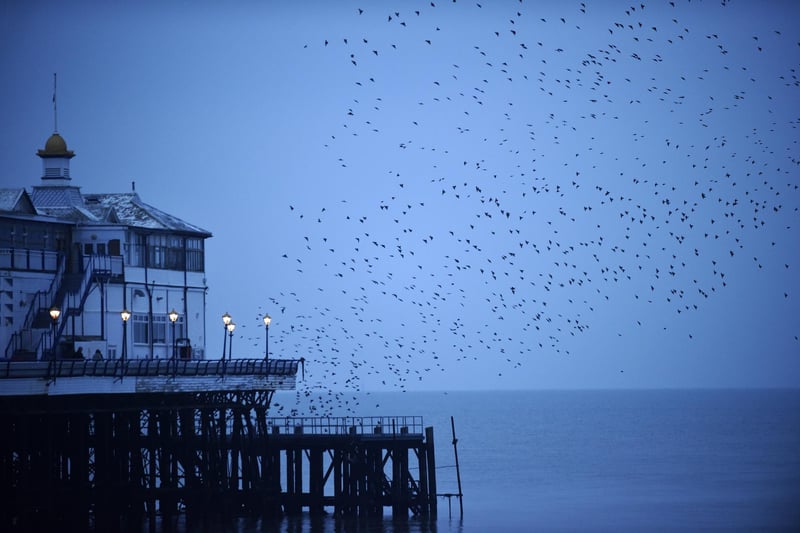 Starlings Murmuration at Eastbourne Pier (Photo by Jon Rigby)