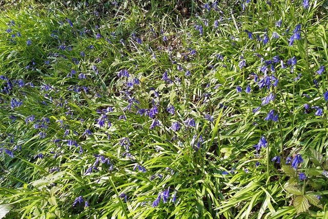 Clapham Wood is abundant with bluebells and wood anemone in spring and it easily accessible from the A27 north of Worthing and the A24 south from Horsham, via Long Furlong, making it one of the most popular places for a bluebell walk in West Sussex