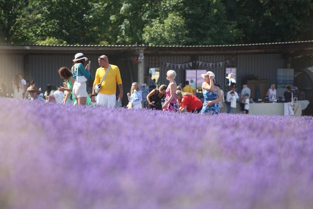 Visitors enjoyed the scenes at the Lavender fields DM22070322