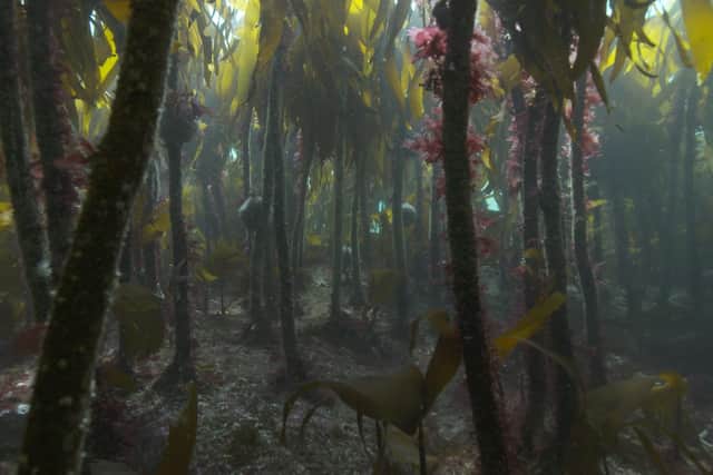 Kelp forms beautiful underwater forests which are some of the most productive and biodiverse habitats on the planet. Picture: Andy Jackson/Sussex Wildlife Trust