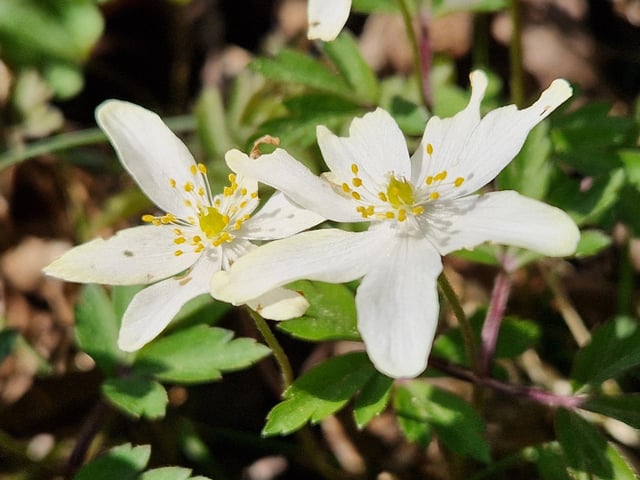 Spring blooms at Sheffield Park and Garden near Haywards Heath