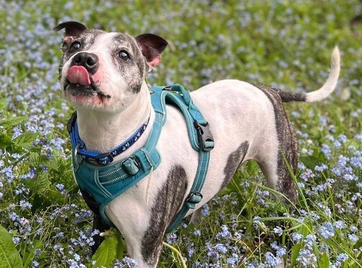 Roscoe is a very friendly, enthusiastic boy who loves attention. He knows sit, his name and paw on command and walks quite well on the lead. Roscoe enjoys playing with toys, especially soft squeaky or raggy ones. Roscoe is a typical, sensitive staffie who is worried by loud noises and can be overwhelmed on walks in busy places. Although he has lived with a smaller female dog he has not been socialised with other dogs, this means he can be reactive when he’s out on his walks. Roscoe is in care at the RSPCA's Brighton branch.