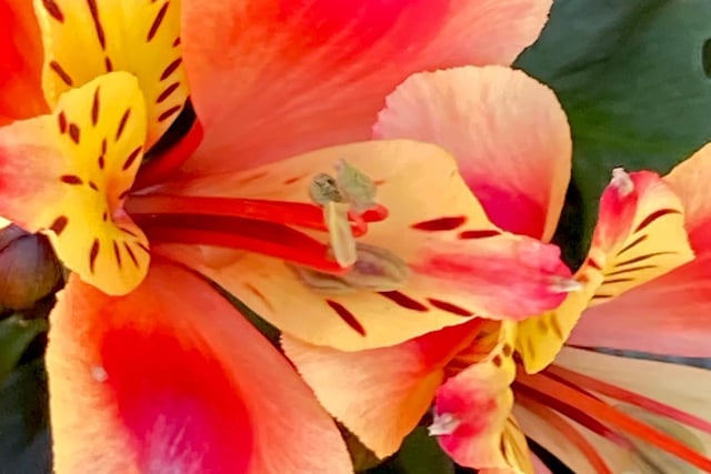 Colourful flower in Hampden Park, taken by Anne Norton with an iPhone.