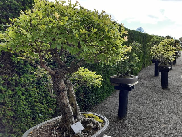 RHS Garden Wisley is a great day out, and it's only just outside of Sussex. Picture: Katherine HM