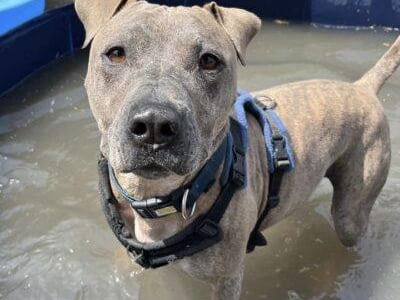 Louie is a firm favourite amongst kennel staff and has transformed from an anxious, untrusting pup since his arrival. The RSPCA said Louie is a very intelligent, determined boy who knows what he wants and when he wants it! He loves to play and a roll in the long grass, he loves water and enjoys the paddling pool. He has a massive toy box in his kennel and spends his day choosing different toys. Louie is also very sensitive and doesn't like loud noises, wind or heavy rain. He'll flink at sudden movements and is worried by new situations. He is looking for an adult only home with one or two people as he would not cope with a busy household, and owners with experience with anxious dogs. He cannot live with other dogs, cats or small animals.