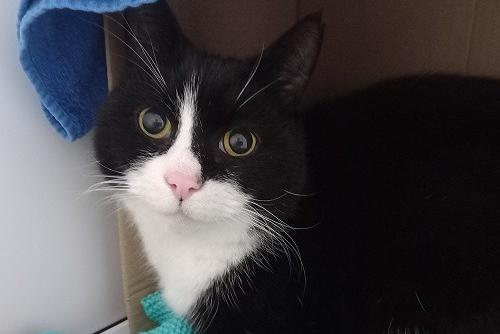 Lwcus is hoping to find a forever home with his own loving family. He is a confident and independent gentleman who loves his food just as much as a friendly stroke on the head. Lwcus has a loud purr and a persistent head butt to let you know when he is looking for more love! We are looking for a home for Lwcus without other animals or young children.