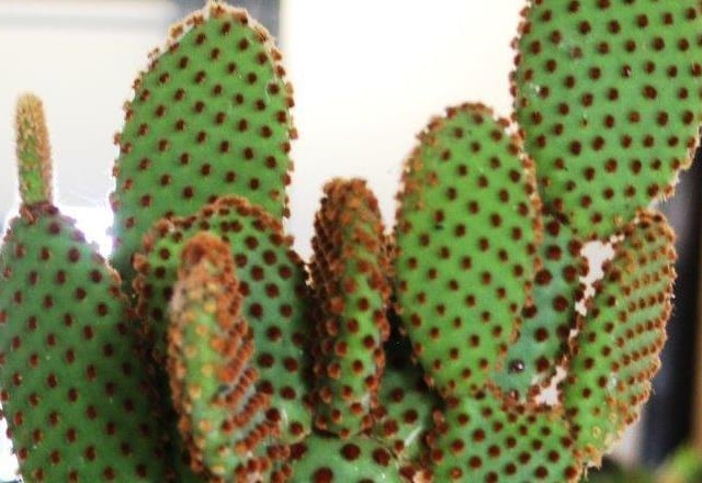 The best cactus, grown by Elaine Cordingley