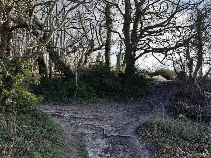 Walk through into the wood and work you way over the tree stumps to the right before turning left into an open field.