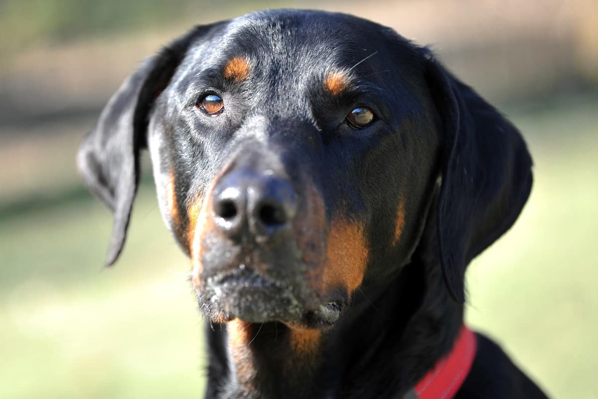Labrador Cross With Rottweiler Dogs for adoption in Sussex: Meet Monty the adorable Rottweiler cross ...