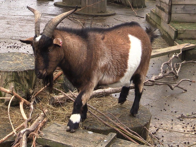 It's so important to Raystede that the team continues to urge the public to adopt, rather than buy, if they are looking to welcome a new pet into their home.