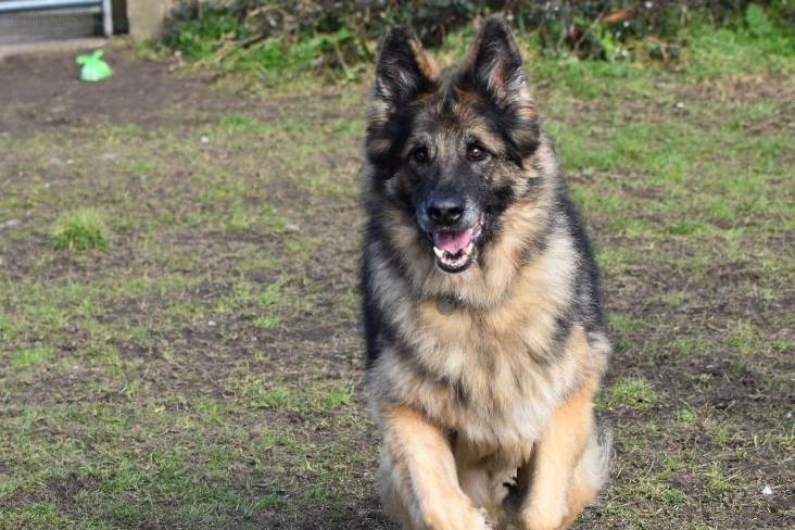 Sam loves people! He is incredibly friendly, affectionate and loves a cuddle. He can be reactive to other dogs if too close, which is due to bad experiences in his past and a lack of correct training and socialising. However, the team at the centre have been working on this and Sam is able to pass dogs at a distance while focusing on his handler. He has a big, thick coat and will need regular grooming. He is happy to be groomed all over and seems to enjoy the attention. Sam is looking for his retirement home to enjoy some home comforts ideally in a large enclosed garden to explore and play ball. Sam is currently in care at RSPCA's Stubbington Ark centre but can be rehomed in Sussex.