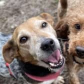 Darla and Coral are two of the adorable dogs at the RSPCA looking for homes