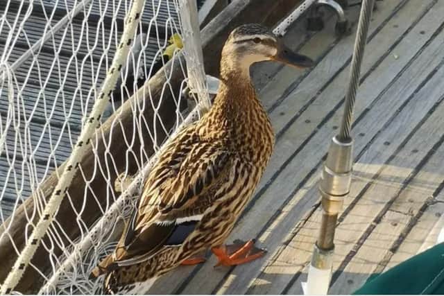 Gertrude the duck on board Supeta. Picture: Tom Smith
