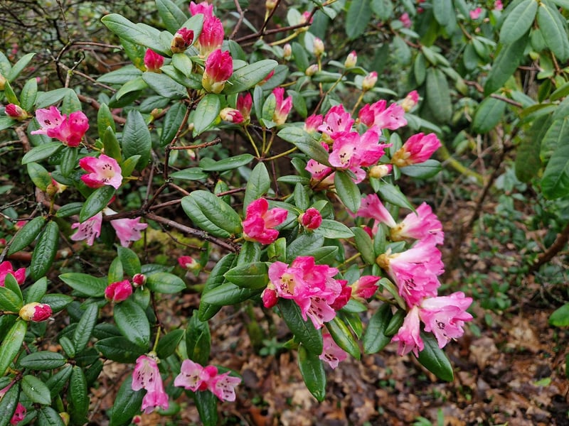 Early blooms