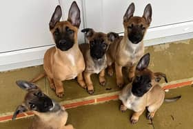 Five homeless puppies are set to become police dogs after being handed into the RSPCA.