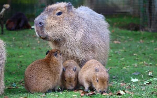Take part in Drusillas' free Easter Egg Trail, get nose-to-nose with 80 species of animal in the interactive zoo, get wet in the super splash pad, go wild in indoor and outdoor playgrounds, enjoy unlimited access to seven family-friendly rides, tip-toe among prehistoric giants and more! For more information, visit: https://www.drusillas.co.uk/easter-at-drusillas
