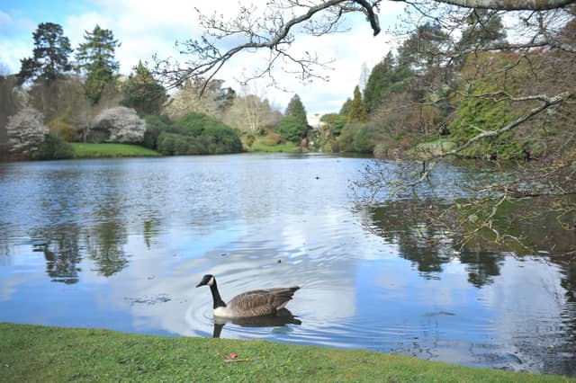 Spring blooms at Sheffield Park and Garden National Trust property