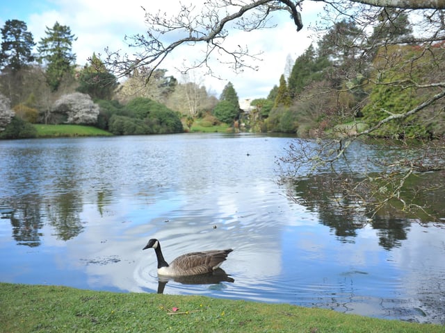 Spring blooms at Sheffield Park and Garden National Trust property