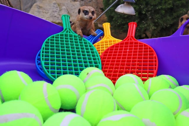 Meerkats at the park were able to jump into a new tennis-themed ball pit.