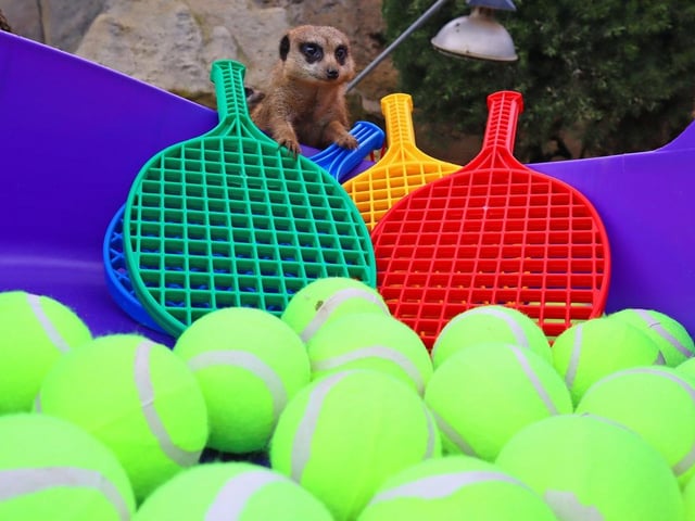 Meerkats at the park were able to jump into a new tennis-themed ball pit.