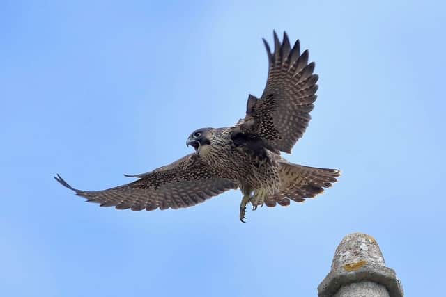 A peregrine falcon at Chichester Cathedral