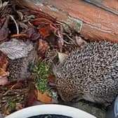 Mother and baby hedgehogs rescued from Seaford garden. Photo: WRAS