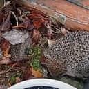 Mother and baby hedgehogs rescued from Seaford garden. Photo: WRAS