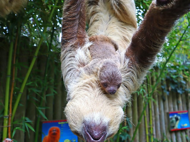 Baby sloth at Drusillas Park in East Sussex