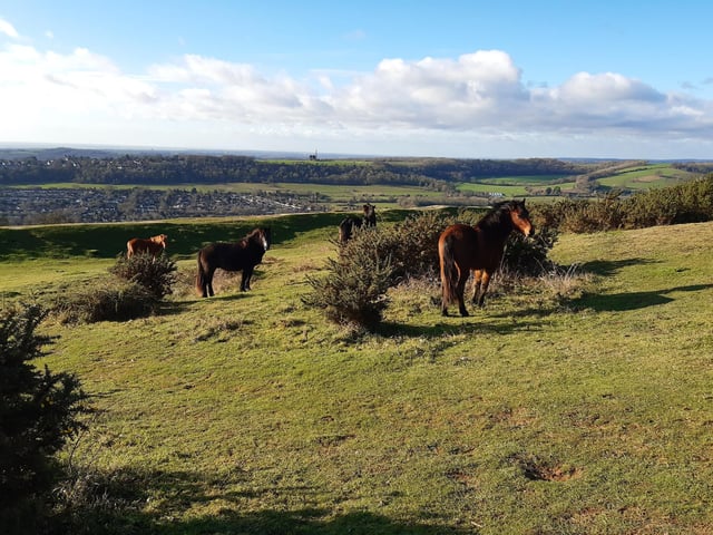 If you are lucky, you will meet some of the New Forest ponies that live wild at Cissbury Ring. The National Trust asks that you allow them space and do not feed them. Do, however, feel free to stop for a picnic to feed yourself.