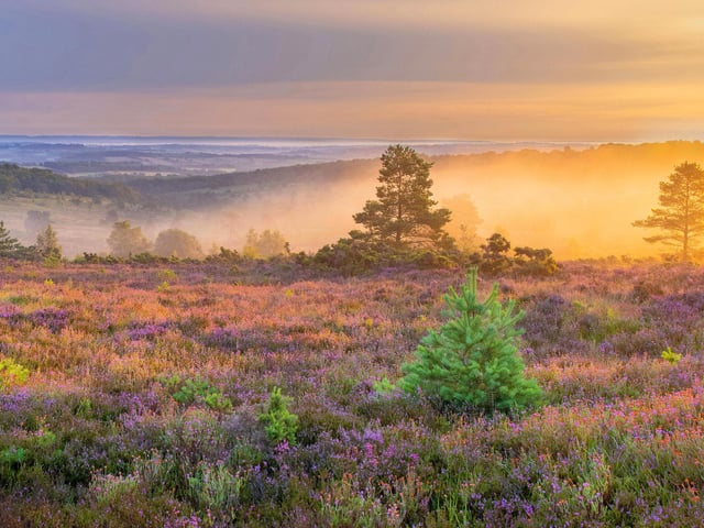 Ashdown Forest by Craig Payne