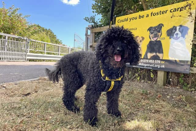 Barney, a senior poodle at Dogs Trust Shoreham, is looking for a new home.