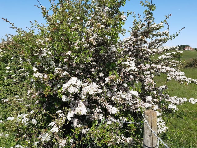 May Blossom in the South Downs National Park at Castle Hill Nature Reserve on June 5, 2023