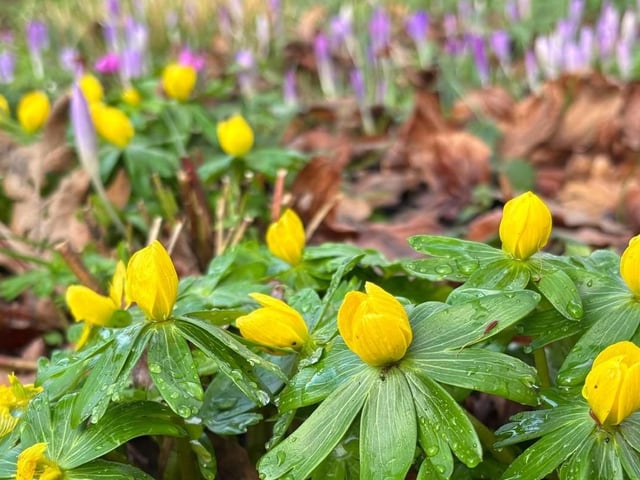 Bates Green Garden