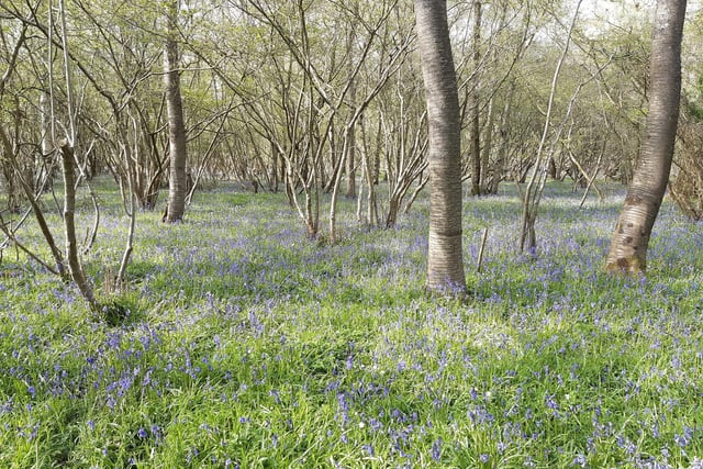 Bluebells in Capite Wood on the Wiston Estate and America Wood east of the A24 in Ashington on April 26, 2023