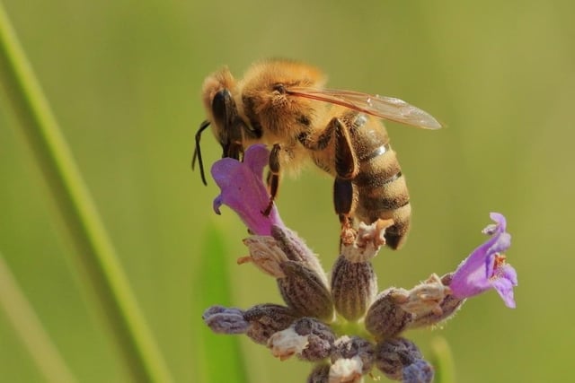 The Western honey bee