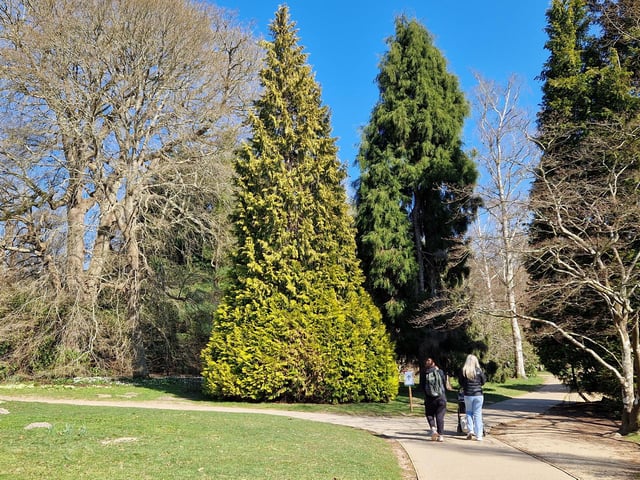 Spring blooms at Sheffield Park and Garden near Haywards Heath