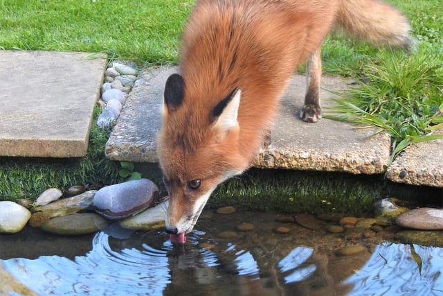 "One of the foxes who regularly visit our garden, demonstrating the importance of providing a water source for wildlife.," said Rob Torre, who took this picture in his garden in Westham
