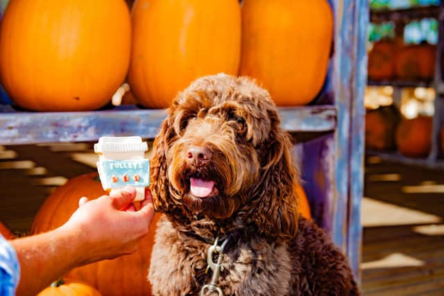 Your pooch is invited to a pick-your-own pumpkin event in West Sussex next week. Photo: Jim Carey Photography