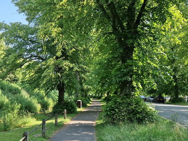 Mill Road has a double avenue of trees