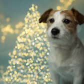 St Anne's Veterinary Group in Eastbourne is urging pet owners to be aware of Christmas hazards.