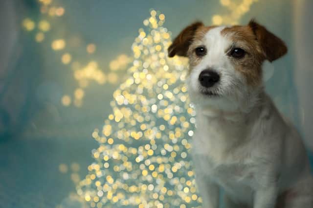 St Anne's Veterinary Group in Eastbourne is urging pet owners to be aware of Christmas hazards.