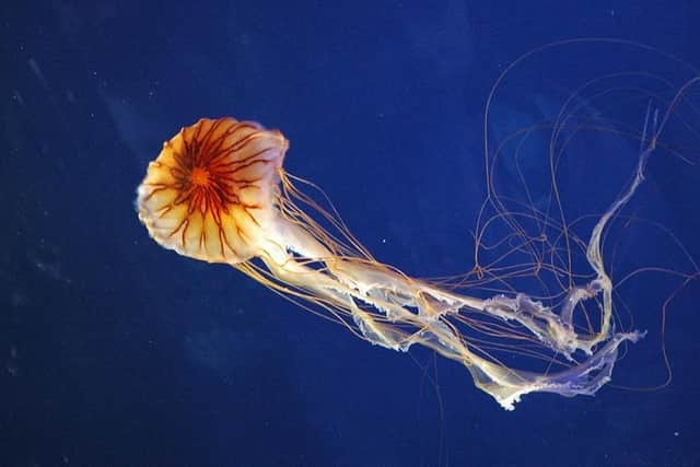 Compass Jellyfish