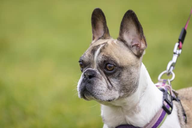 57 per cent of people in the South East surveyed believe Crufts should ban flat-faced breeds from competing. Pic: Andrew Forsyth
