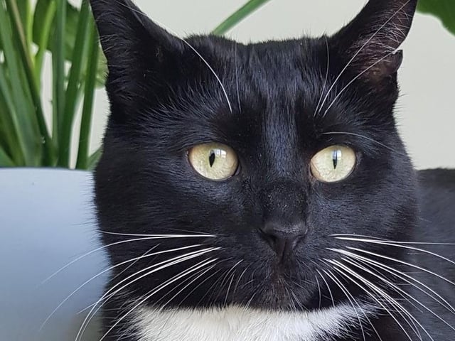 Echo is three-years-old and didn’t have the best start in life. Once he has access to a large garden without too many cats around – ideally in the countryside – he will likely be a happier, more content cat. His foster carer for the last three months says that he is now sitting on her lap, and he follows her from room to room, so he is showing signs of trusting humans at last. Echo needs a home without children or other pets.