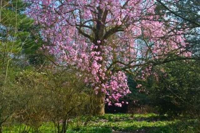 Magnolia campbellii at Borde Hill