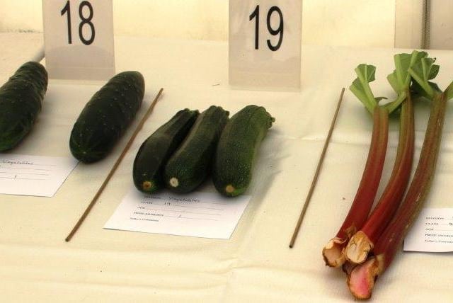 The combined features of the flower show, dog show and displays attracted many hundreds of visitors to the recreation ground